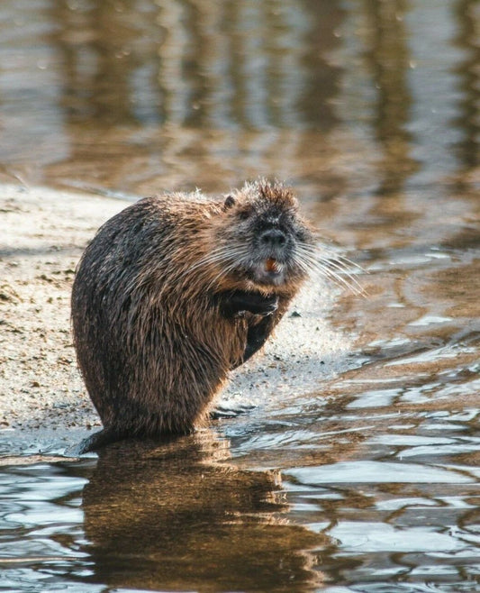 Cute Brown Beaver In The Water Nature Portrait Magnet Magnet Picture Print