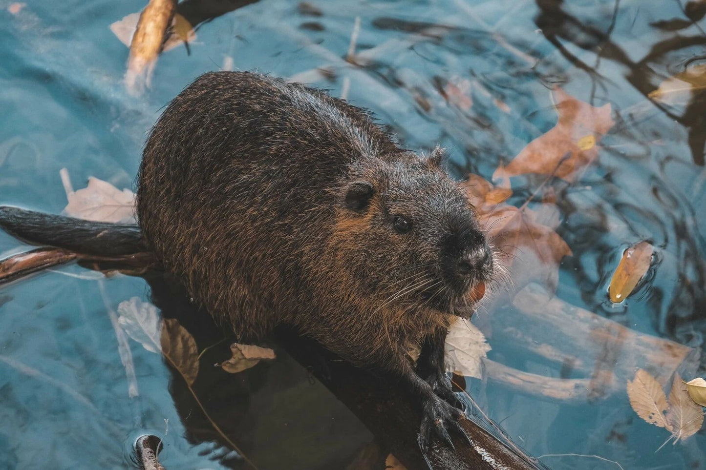 Cute Brown Beaver On A Branch In The Water Nature Magnet Magnet Picture Print