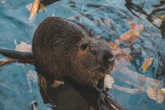 Cute Brown Beaver On A Branch In The Water Nature Magnet Magnet Picture Print