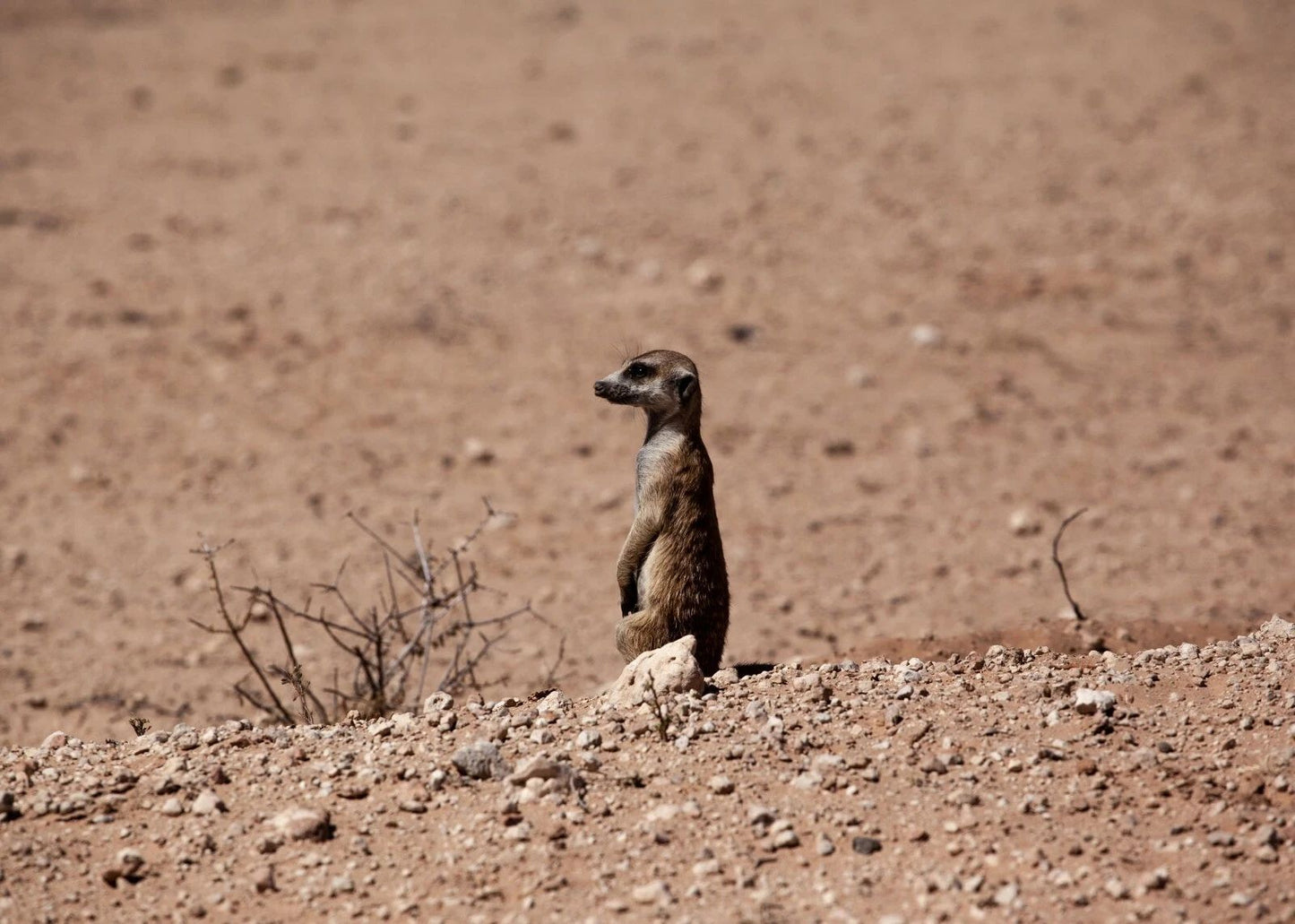 Cute Brown Meerkat Namib Desert Namibia Africa Nature Picture Magnet Print