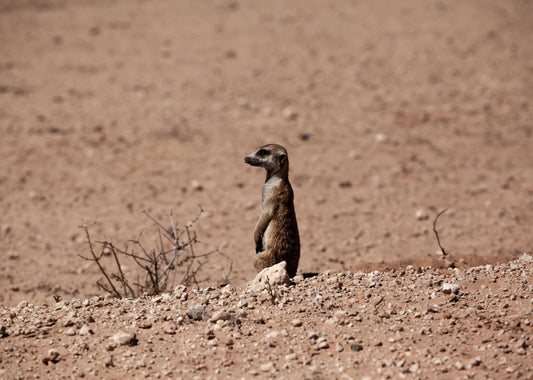 Cute Brown Meerkat Namib Desert Namibia Africa Nature Picture Magnet Print