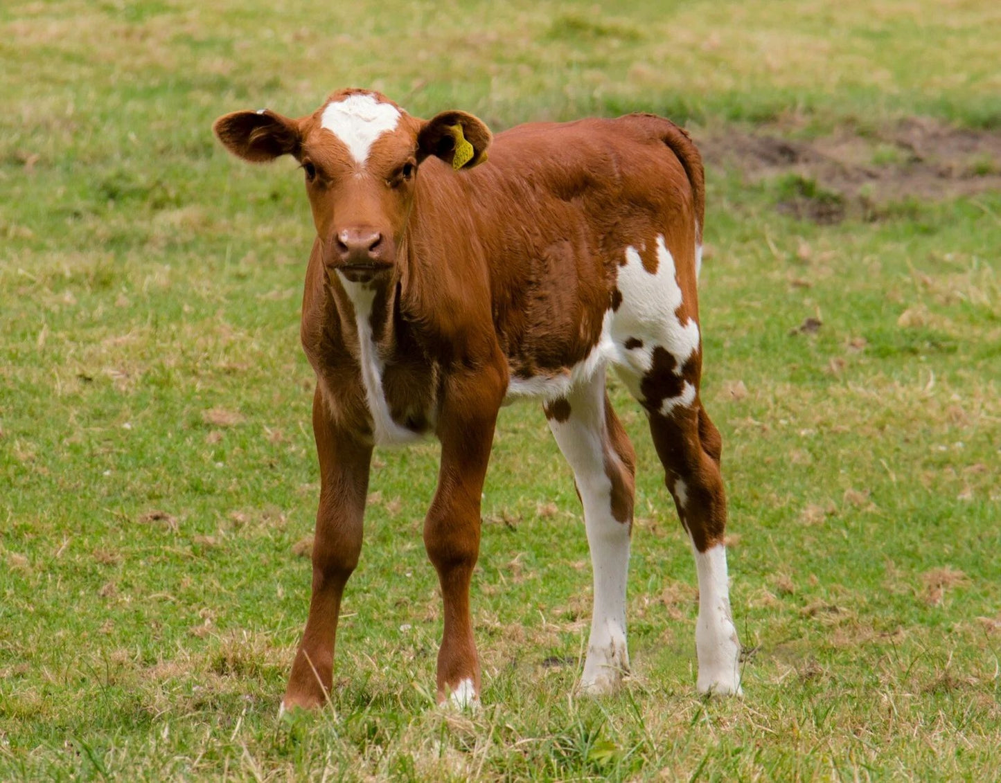 Cute Calf Keychain Picture Keychain Cattle Bull Dairy Beef Ox Animal Cow