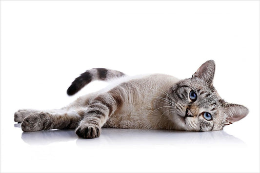 Cute Cat Lying Down Animals Wild Life Jigsaw Puzzle
