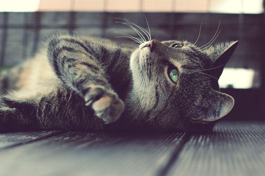 Cute Cat On The Ground Funny Animals Print Jigsaw Puzzle