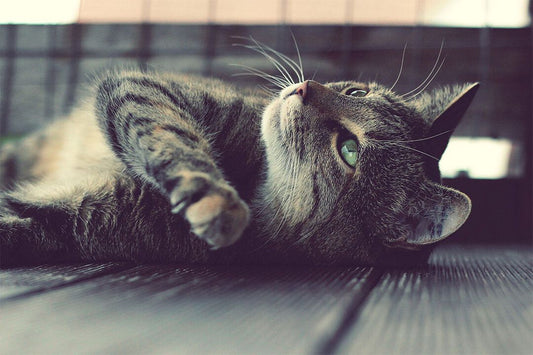 Cute Cat On The Ground Funny Animals Print Jigsaw Puzzle