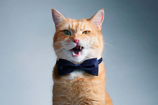 Cute Cat With Bow Tie Meows Funny Animals Jigsaw Puzzle