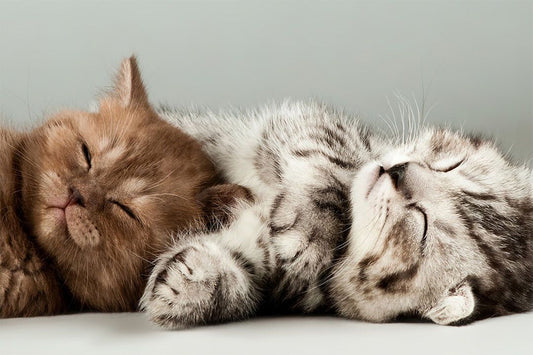 Cute Colorful Kittens Cat Sleeping Animals Jigsaw Puzzle