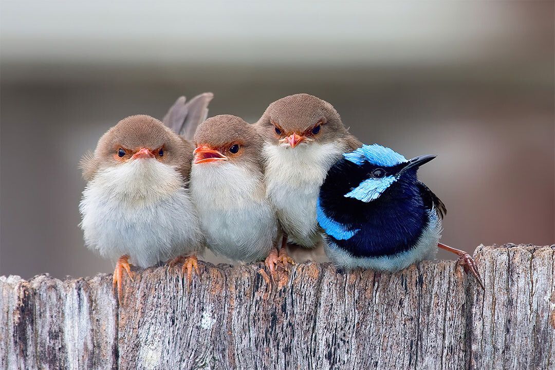 Cute Cuddling Birds Naturel Life Painting Jigsaw Puzzle