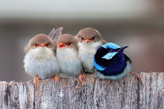 Cute Cuddling Birds Naturel Life Painting Jigsaw Puzzle