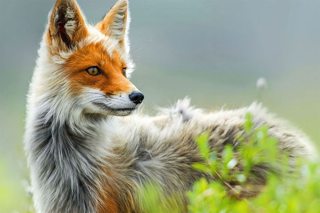 Cute Fox Watching Around Wild Animals Jigsaw Puzzle