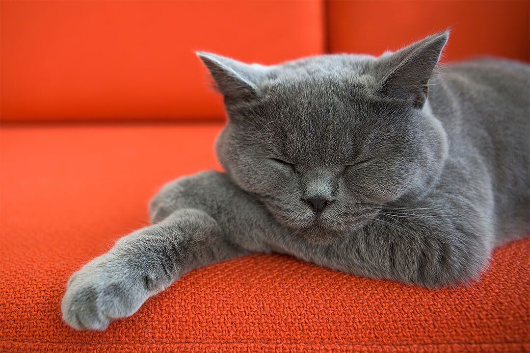Cute Gray Cat Sleeping Animals Naturel Life Painting Wall Decor Jigsaw Puzzle