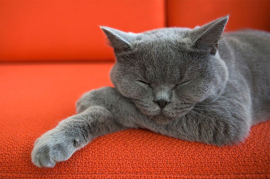 Cute Gray Cat Sleeping Animals Naturel Life Painting Wall Decor Jigsaw Puzzle