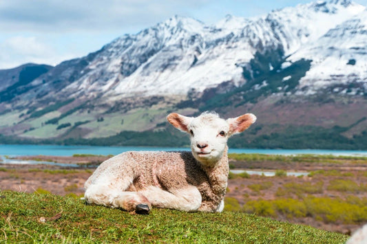 Cute Happy Baby Lamb Sheep Picture Poster Photo Print Wool Farm Animal