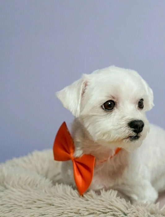 Cute White Baby Puppy Dog With Red Bow Adorable Pet Love Picture Magnet Magnet