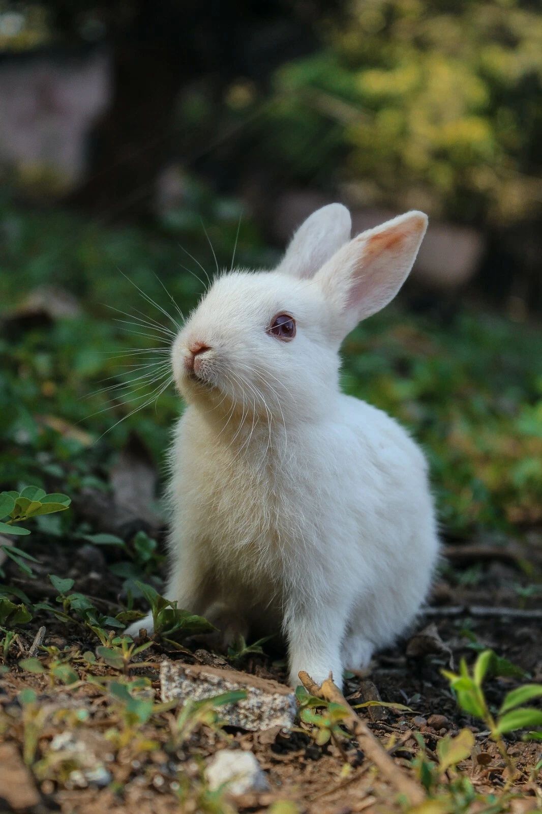 Cute White Bunny Poster Picture Photo Rabbit Nature Easter Adorable Wall Print