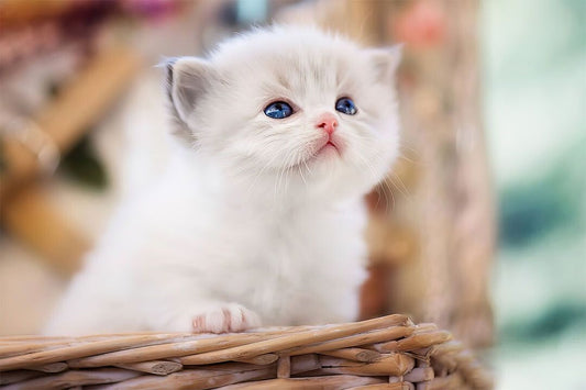 Cute White Cat In Basket Kitten Animals Jigsaw Puzzle