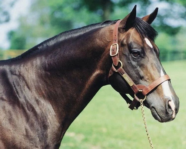 Danzig Photo Horse Racing Picture Close Up