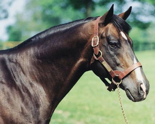 Danzig Photo Horse Racing Picture Close Up