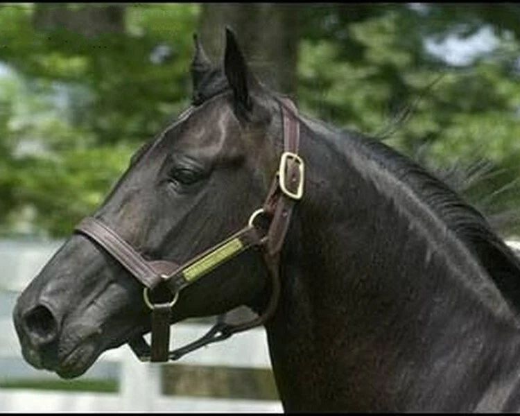 Dragon Again Photo Horse Racing Picture