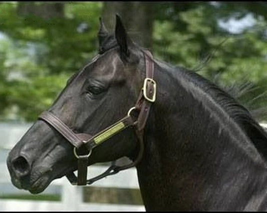 Dragon Again Magnet Horse Racing Picture