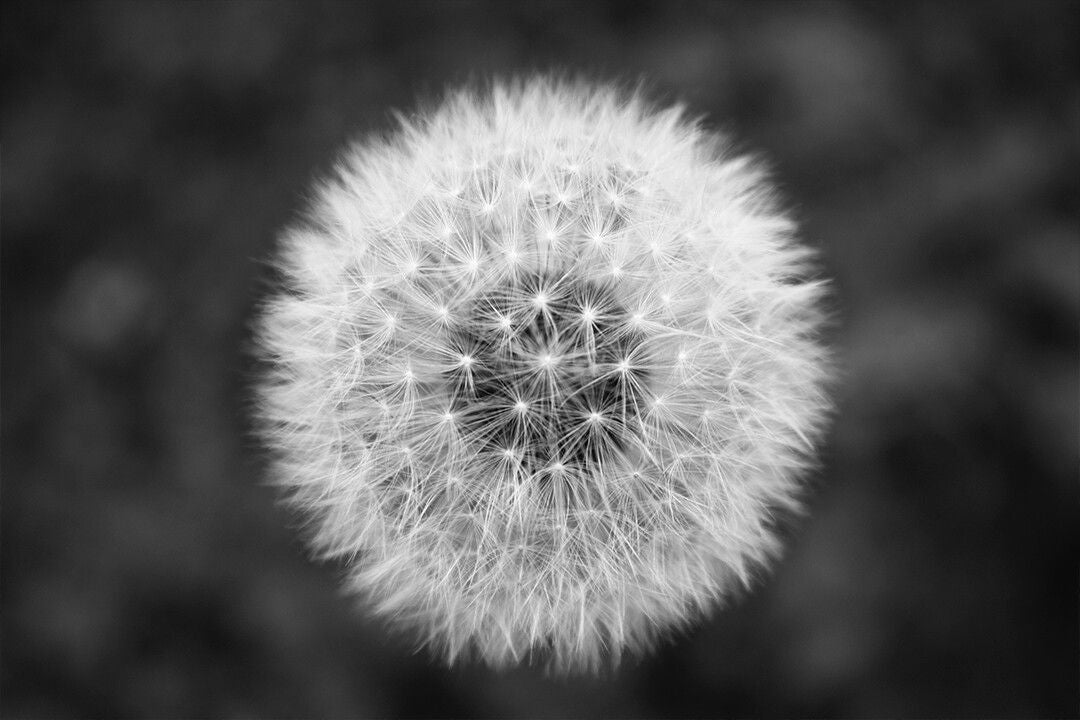 Dandelions Field Flowers Grayscale Jigsaw Puzzlegraphy Art Wall Decor Jigsaw Puzzle