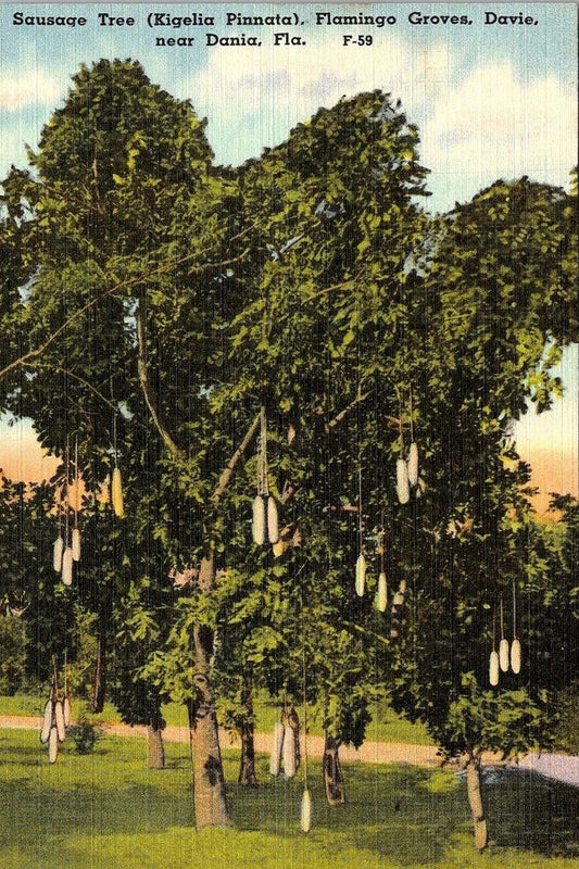 Dania Florida Fl Sausage Tree Flamingo Groves Usps Sendable Vintage Postcard