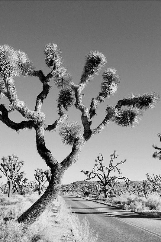 Desert Black And White Joshua Tree Landscape Print Jigsaw Puzzle