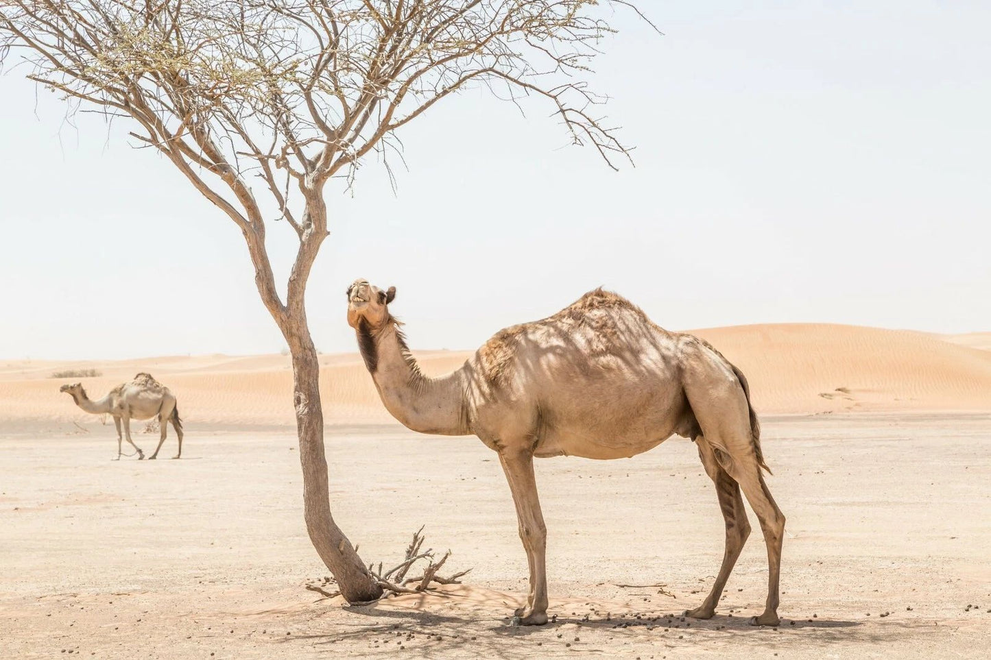 Desert Camel Magnet Picture Magnet Tree Nature Animal United Arab Emirates