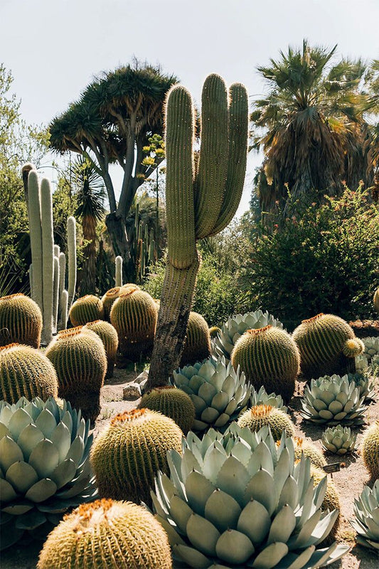 Desert Plant Community Hot Nature Picture Jigsaw Puzzle
