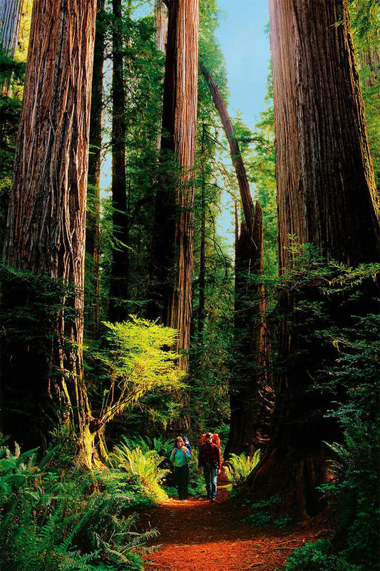 Detail Of Redwood Bark Forest Landscape Print Jigsaw Puzzle