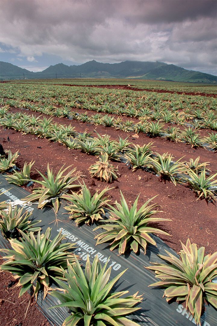 Dole Pineapple Plantation Tropical Fruits Print Wall Home Decor Jigsaw Puzzle