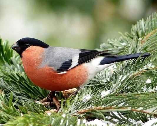 Eurasian Bullfinch Glossy Photo Print Bird Europe Wildlife Poster
