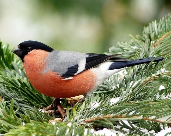 Eurasian Bullfinch Glossy Magnet Print Bird Europe Wildlife Magnet