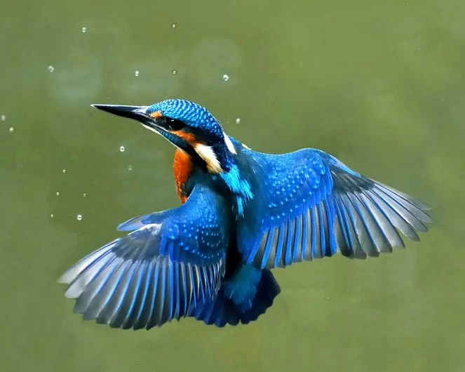 Eurasian Kingfisher Glossy Photo Print Poster Bird Europe Wildlife