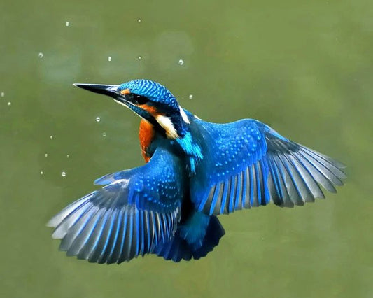 Eurasian Kingfisher Glossy Magnet Magnet Bird Europe Wildlife