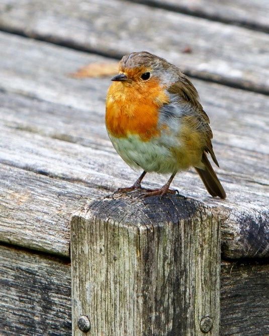 European Robin Glossy Keychain Wildlife Print Bird Keychain 2