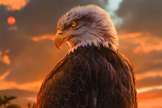 Eagle Looking Sideways Wild Life Animals Jigsaw Puzzle