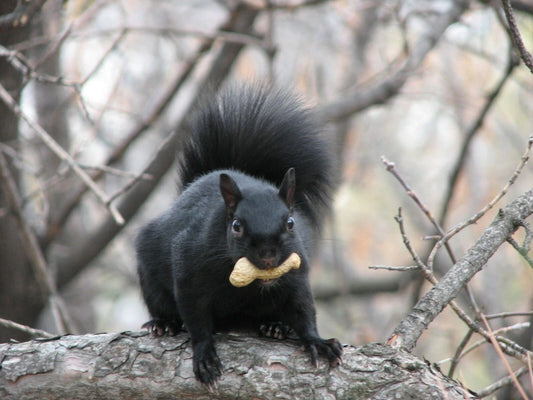 Eastern Gray Black Squirrel Cute Rodent Poster Photo Picture Print