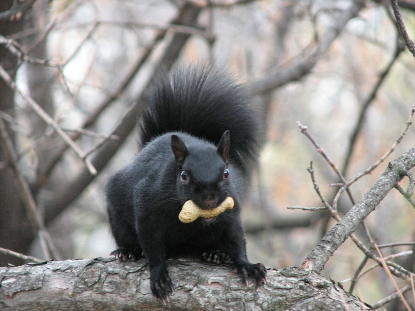 Eastern Gray Black Squirrel Cute Rodent Magnet Magnet Picture Print