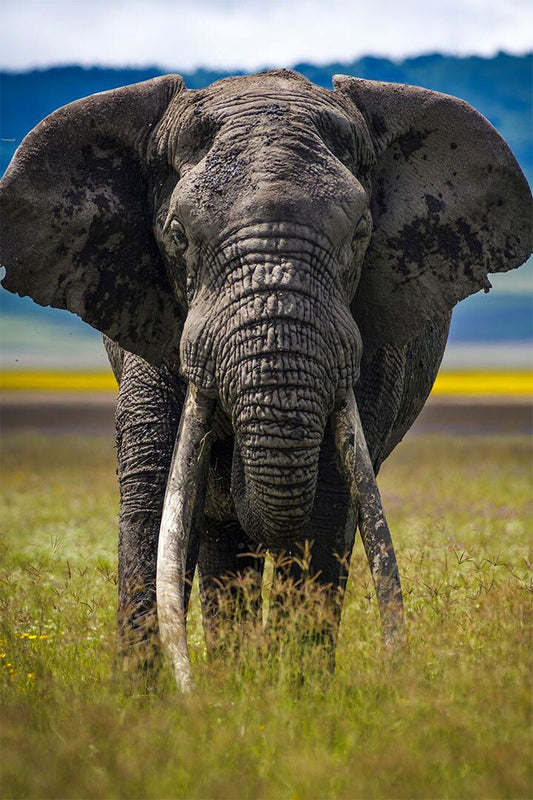 Elephant Approaching Animals Painting Print Jigsaw Puzzle