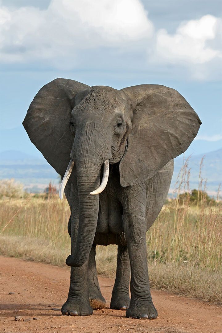 Elephant Looking At Camera Picture Painting Jigsaw Puzzle