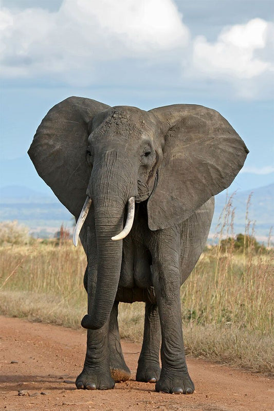 Elephant Looking At Camera Picture Painting Jigsaw Puzzle