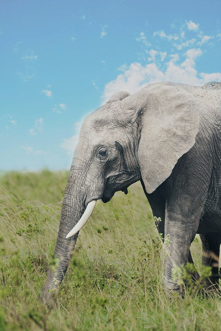 Elephants On Green Grass Field Art Wall Decor Jigsaw Puzzle