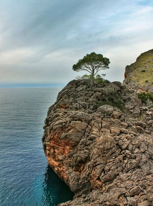 Epic Tree On A Mountain Cliff Nature Magnet Picture Magnet Banner Wall Art