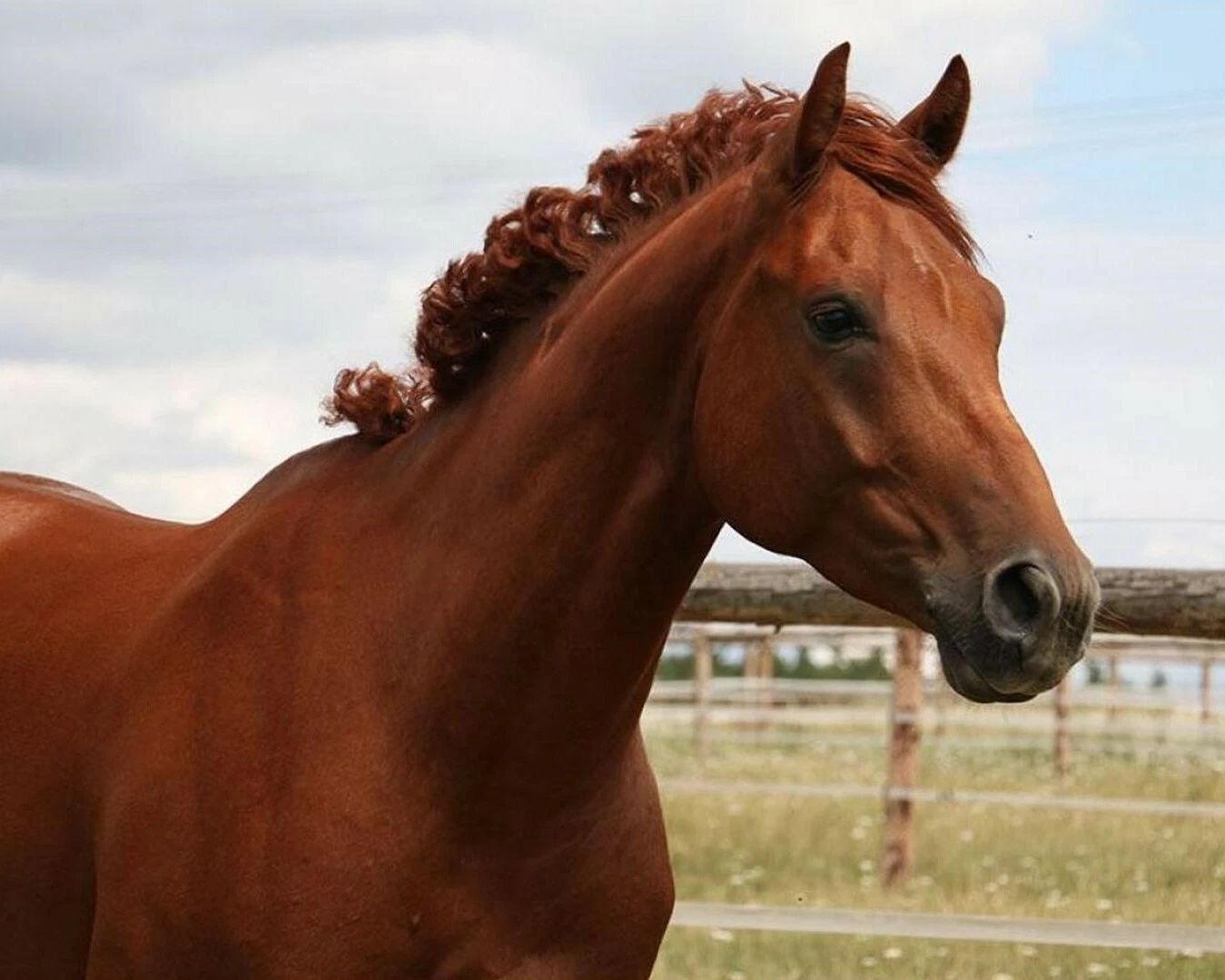Ferdinand Photo Horse Racing Picture Race Close