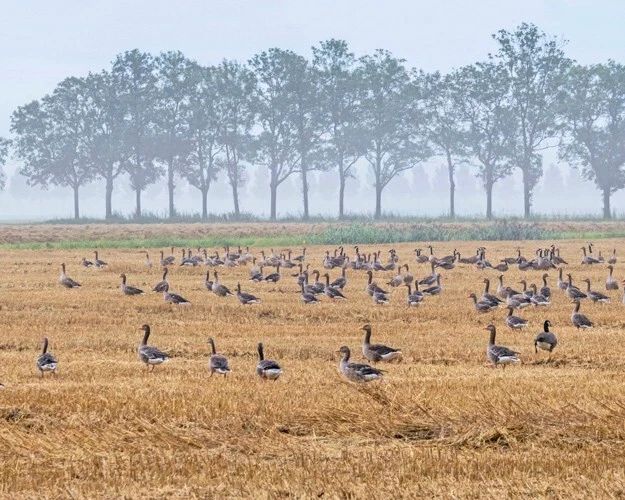 Flock Of Geese Along A Field Glossy Magnet Scenic Morning Print Bird Family