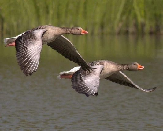 Flock Of Greylag Geese Glossy Photo Goose Print Bird Family