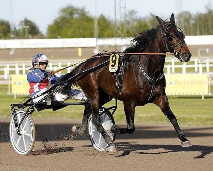 Food Money Photo Harness Horse Racing Picture