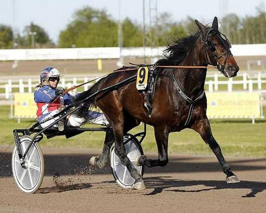 Food Money Magnet Harness Horse Racing Picture