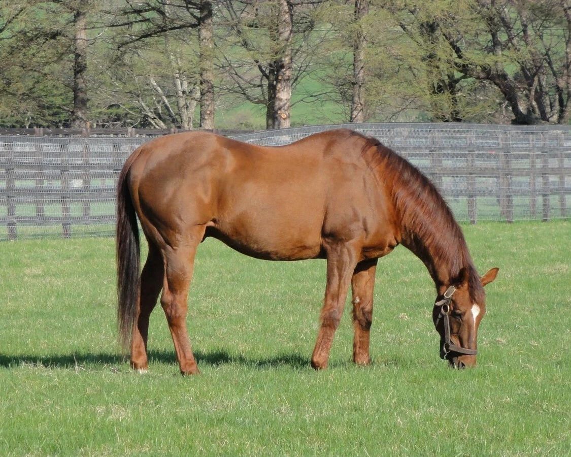 Forty Niner Magnet Horse Racing Picture Grass